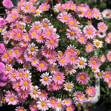 Pest Killer: Pyrethrum Daisy Seeds - Mixed Color