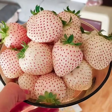 Load image into Gallery viewer, 【 Sweet and Juicy 】White Strawberry 🍓 Seeds