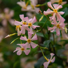 Load image into Gallery viewer, 🌸 Windmill Jasmine Seeds: Easy to Plant, Fill the Garden with Fragrance