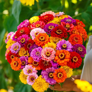 Zinnia California Giants Mix 60+ Seeds