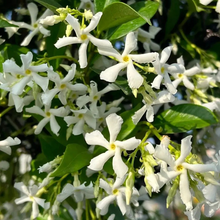 Load image into Gallery viewer, 🌸 Windmill Jasmine Seeds: Easy to Plant, Fill the Garden with Fragrance