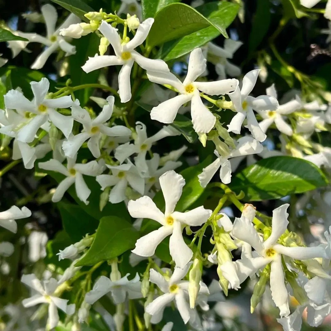 🌸 Windmill Jasmine Seeds: Easy to Plant, Fill the Garden with Fragrance