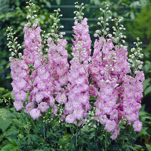 Delphinium Seeds