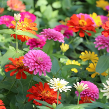 Load image into Gallery viewer, Zinnia Seeds-Double Flowered-Mixed Color