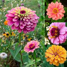 Load image into Gallery viewer, Zinnia Seeds-Double Flowered-Mixed Color