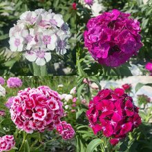 Load image into Gallery viewer, Mixed Dianthus/Sweet William Seed