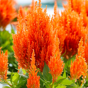 Plumed Castle Celosia Seeds