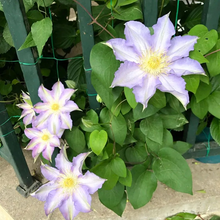 Load image into Gallery viewer, 47%OFF🎉Mixed-Color Climbing Clematis Flower