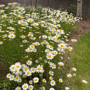 Daisy Seeds