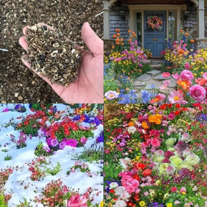 Mixed Perennial Flowers for All Seasons – 100+ Kinds