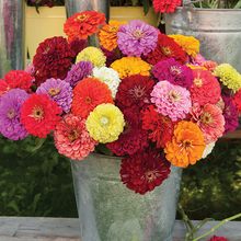 Load image into Gallery viewer, Zinnia Seeds-Double Flowered-Mixed Color