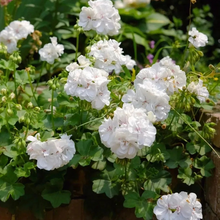 Load image into Gallery viewer, 🌸 50%+ Discount for a Limited Time - Apple Blossom Geranium Seeds 🌸