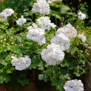 🌸 50%+ Discount for a Limited Time - Apple Blossom Geranium Seeds 🌸