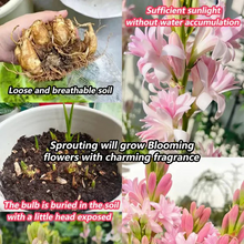 Load image into Gallery viewer, Double Petal Tuberose | Buy 1 Get 4 Free