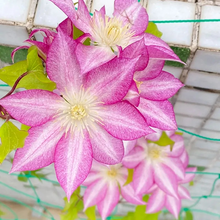 Load image into Gallery viewer, 47%OFF🎉Mixed-Color Climbing Clematis Flower