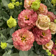 Load image into Gallery viewer, Lisianthus / Eustoma Grandiflorum Seeds - Thornless Rose