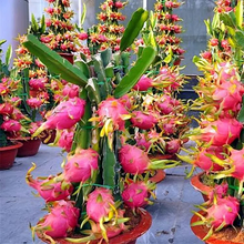 Load image into Gallery viewer, Bonsai Pitaya Seeds-Dragon Fruit