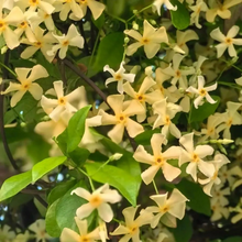 Load image into Gallery viewer, 🌸 Windmill Jasmine Seeds: Easy to Plant, Fill the Garden with Fragrance