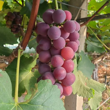 Load image into Gallery viewer, 🍇Midknight Beauty Grapes Seeds🌱