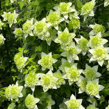 Load image into Gallery viewer, 47%OFF🎉Mixed-Color Climbing Clematis Flower