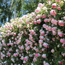 Load image into Gallery viewer, Climbing Rose Seeds