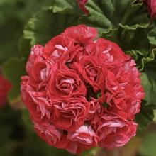 Load image into Gallery viewer, 🌸 50%+ Discount for a Limited Time - Apple Blossom Geranium Seeds 🌸