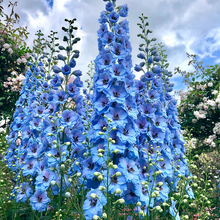 Load image into Gallery viewer, Delphinium Seeds