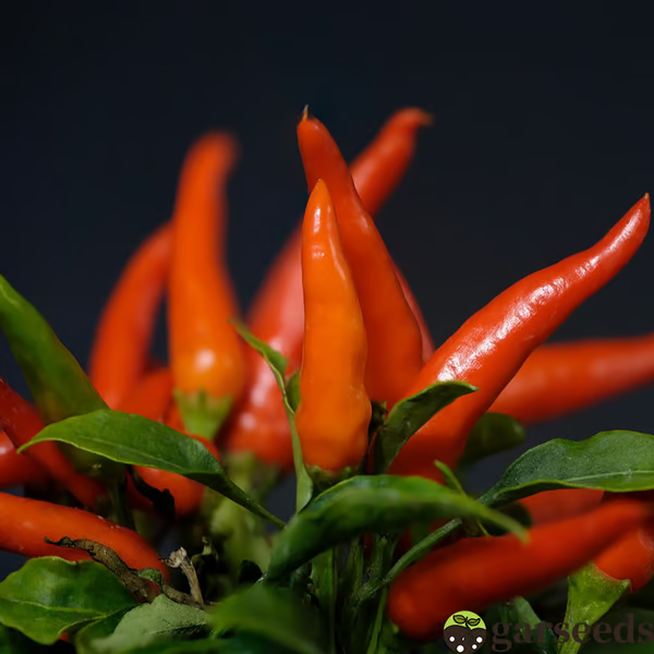 Beauty Chili Pepper🌶️Seeds-High Yield