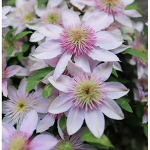 Load image into Gallery viewer, 47%OFF🎉Mixed-Color Climbing Clematis Flower