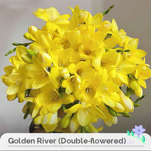 Load image into Gallery viewer, Freesia Bulbs